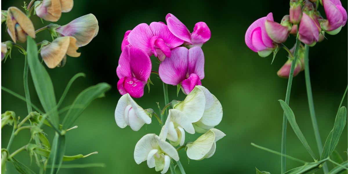 Sweet Peas